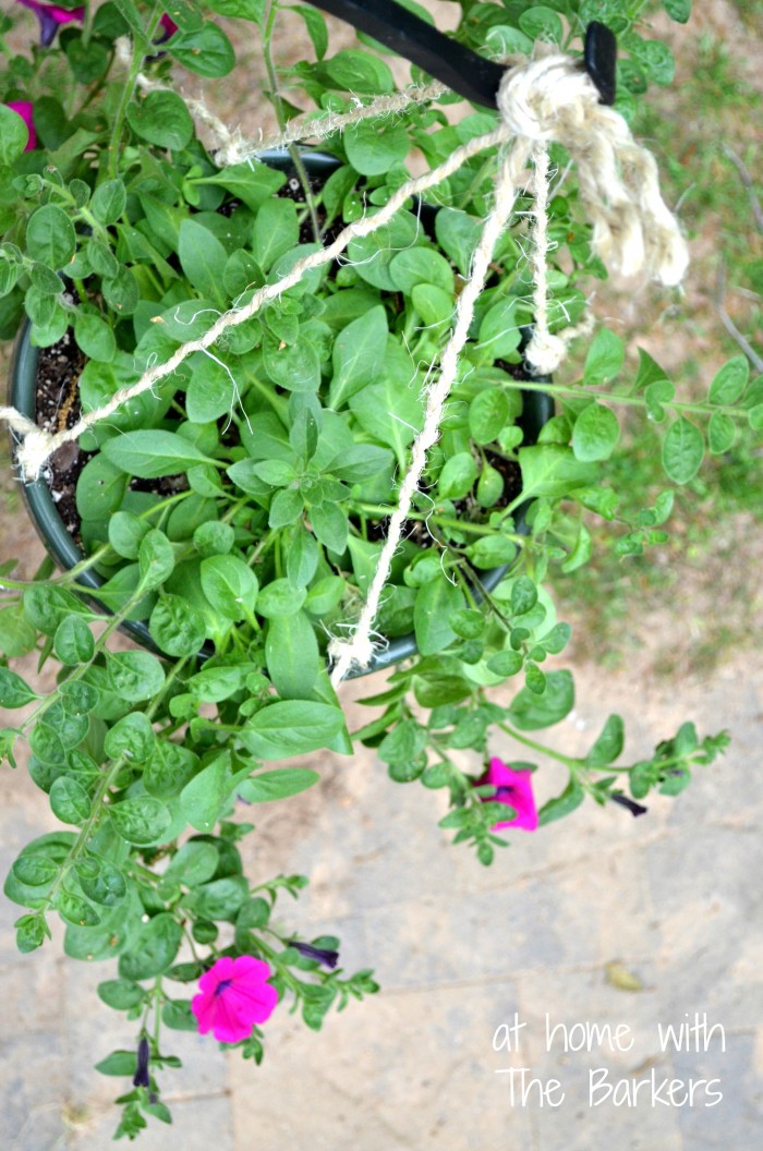 Hanging Basker Makeover-Wave Petunia