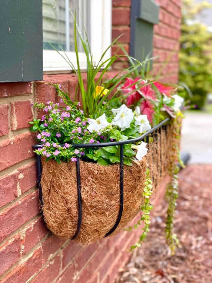 Window Box Coconut Liner