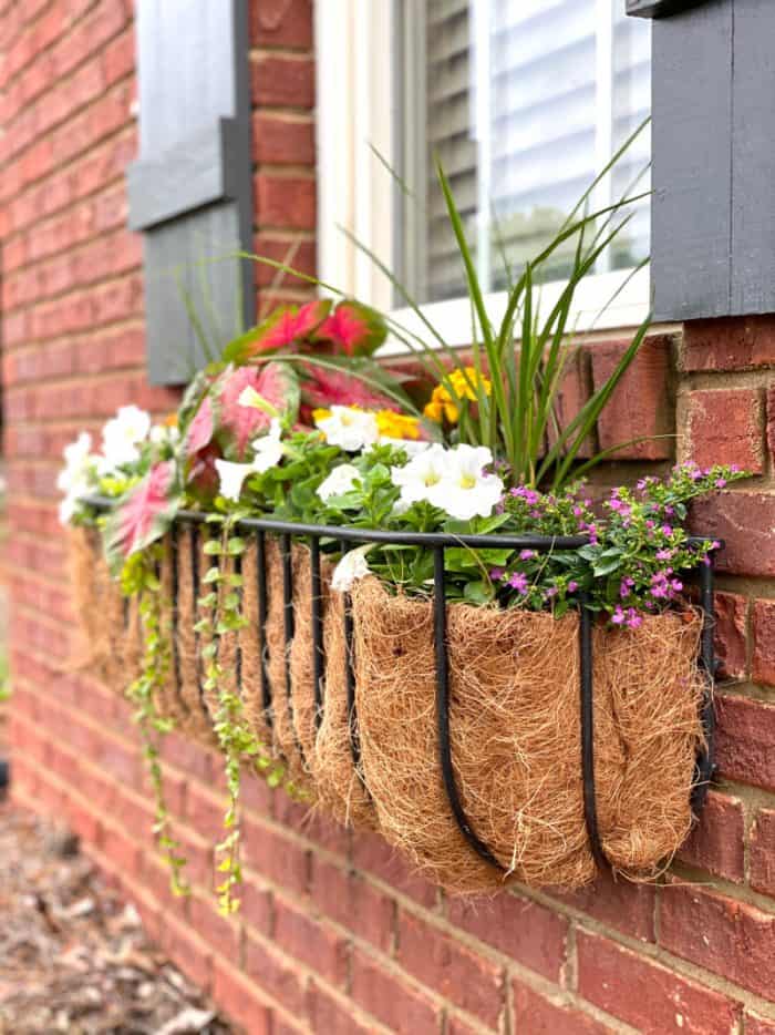 Window Box Flowers