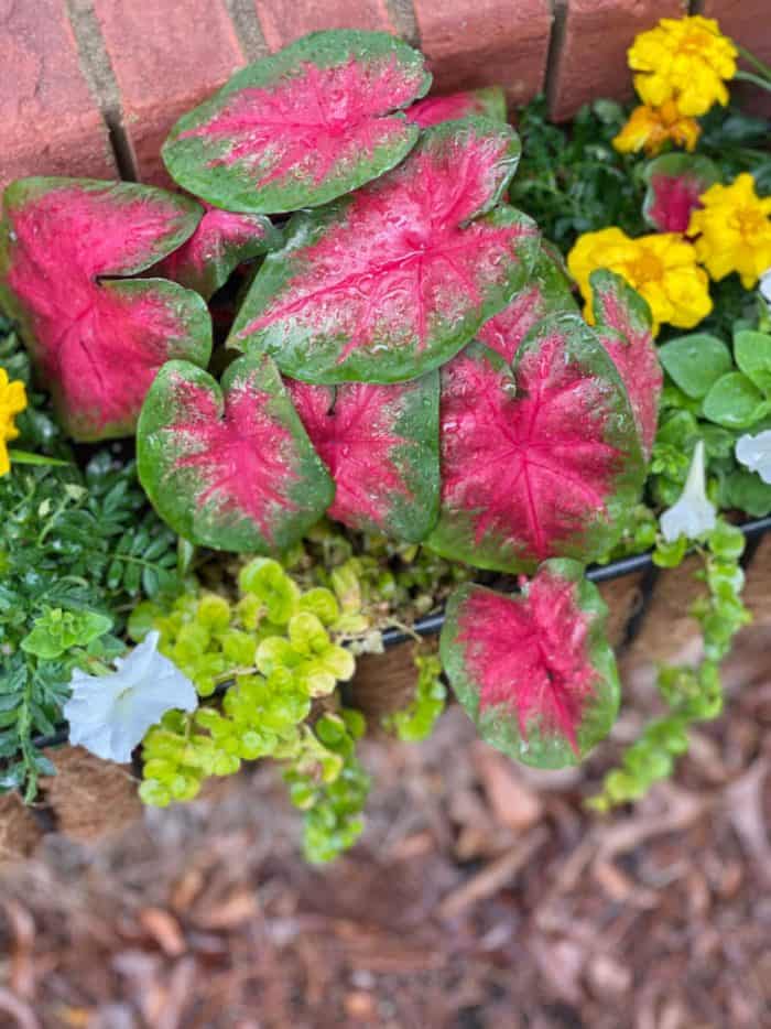 Window Box thriller