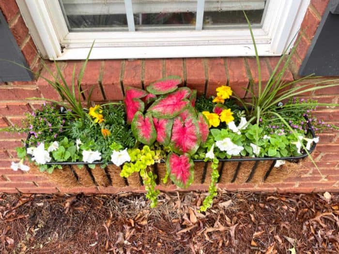 Window Box thriller filler spiller