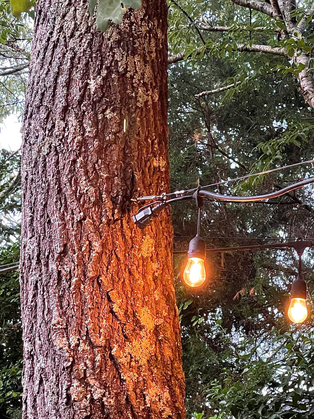 Hanging string lights on sale on trees