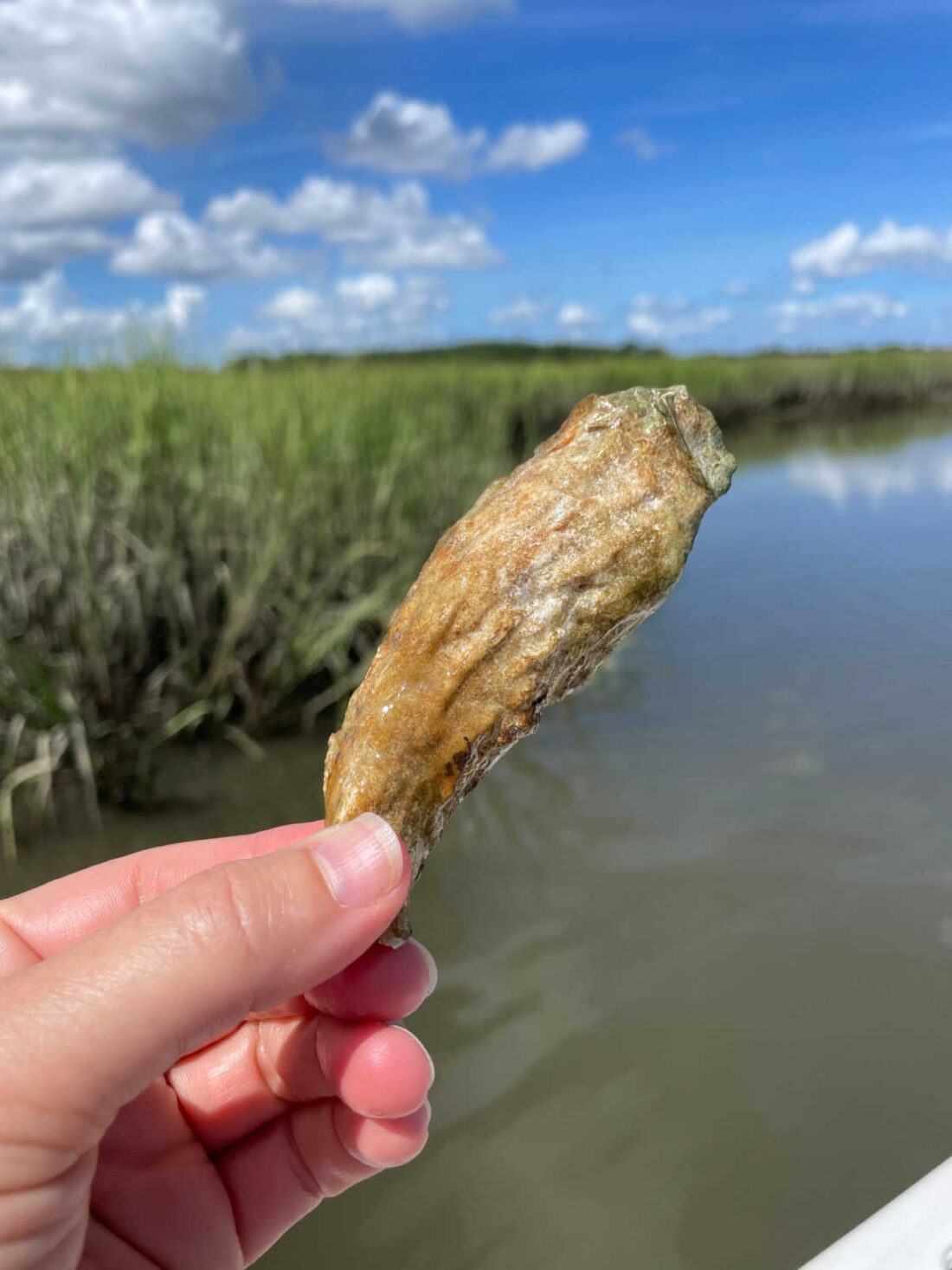 Oyster shell Charleston marsh Coastal office design inspiration 